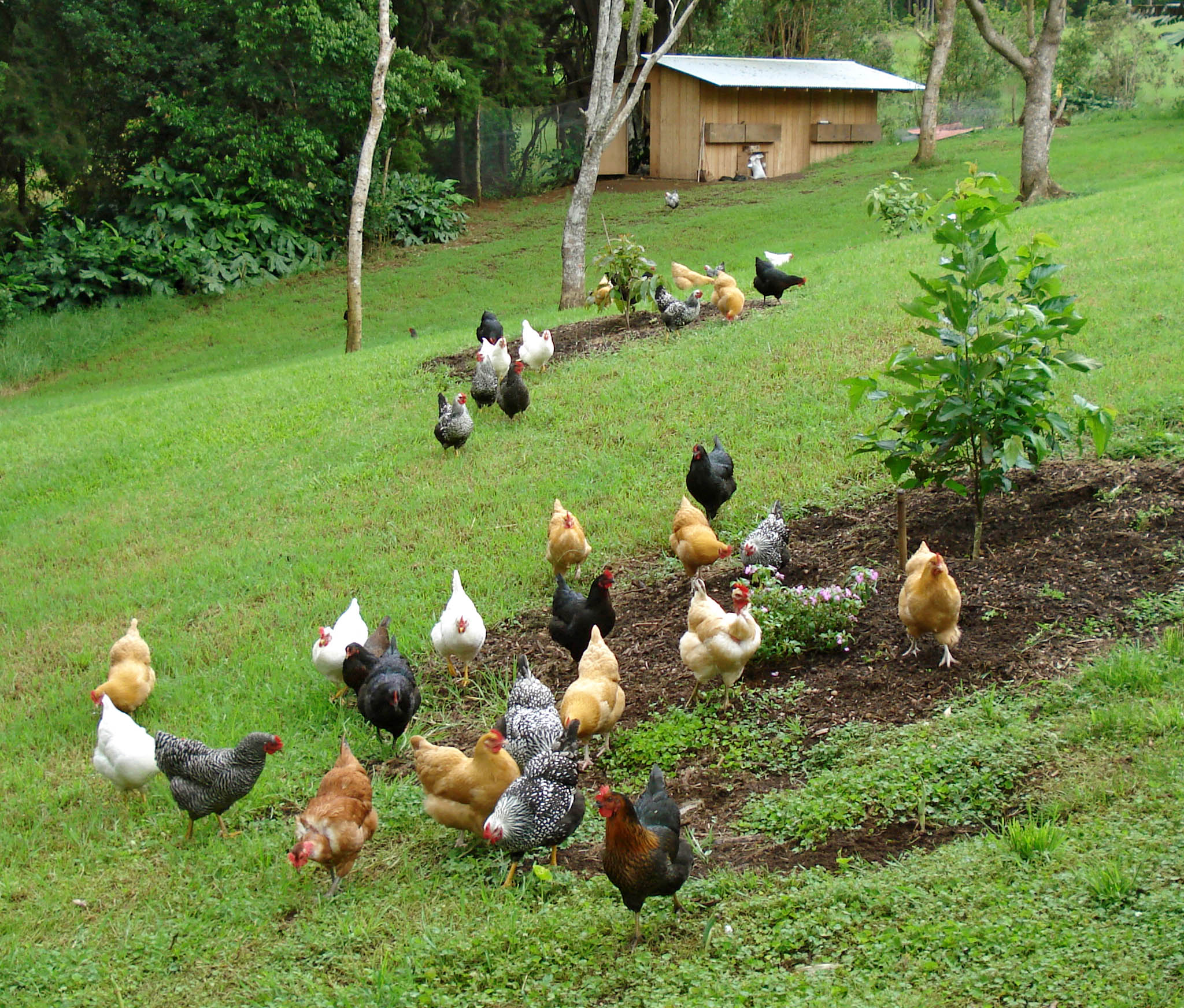 Ahualoa Egg Farm