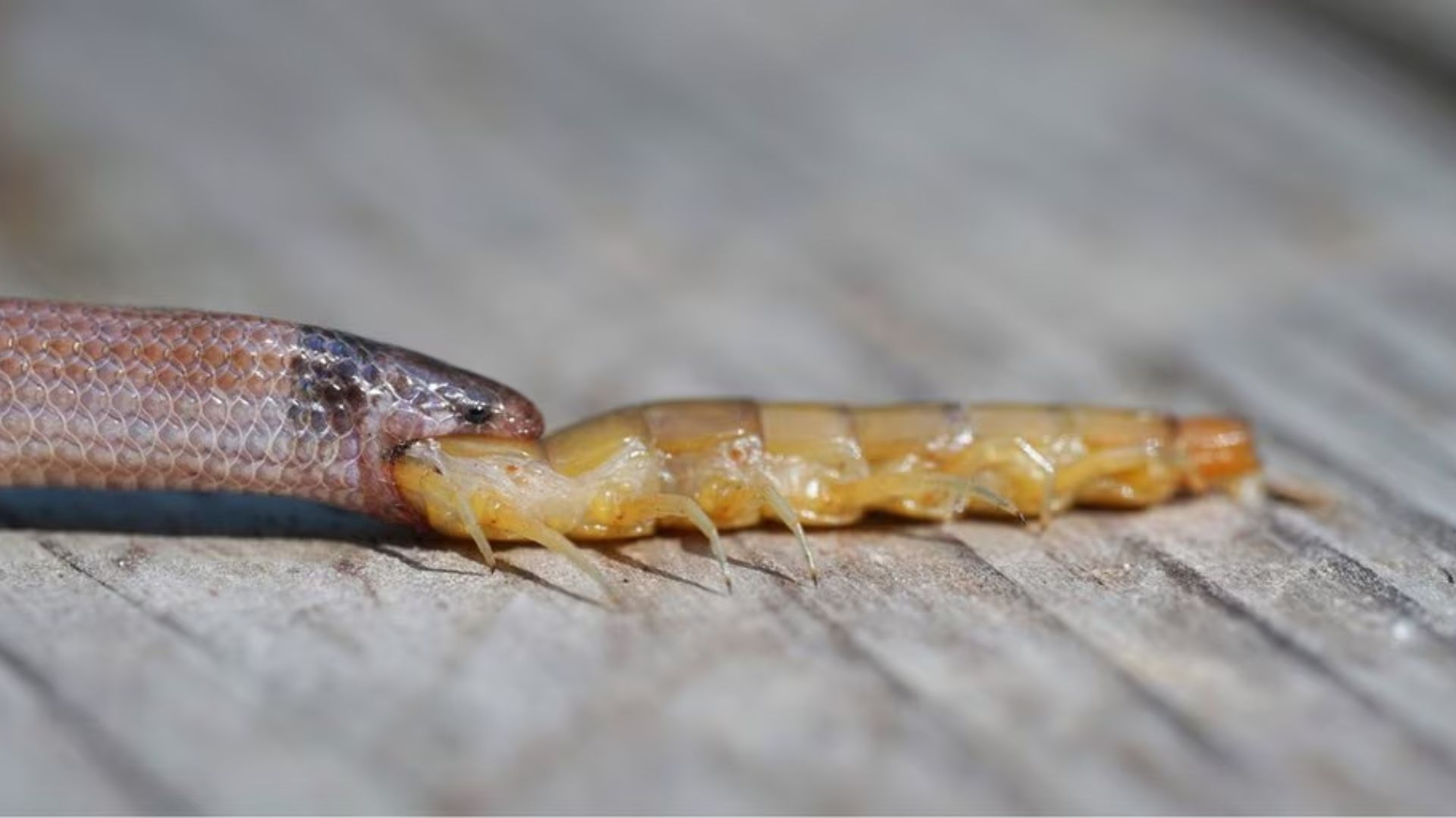 Biblical Meaning Of Killing A Snake In A Dream Symbolizes