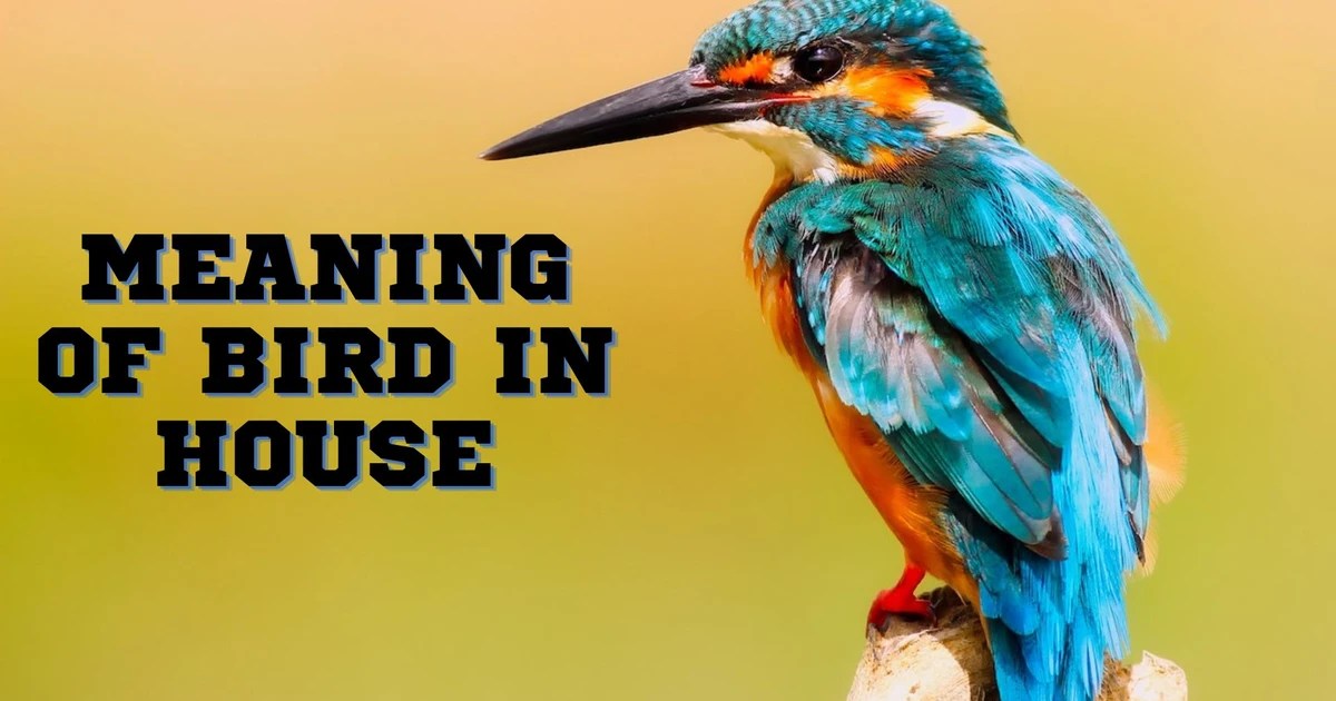 Meaning Of Bird In House Signify Fertility, Freedom, Joy, Safety