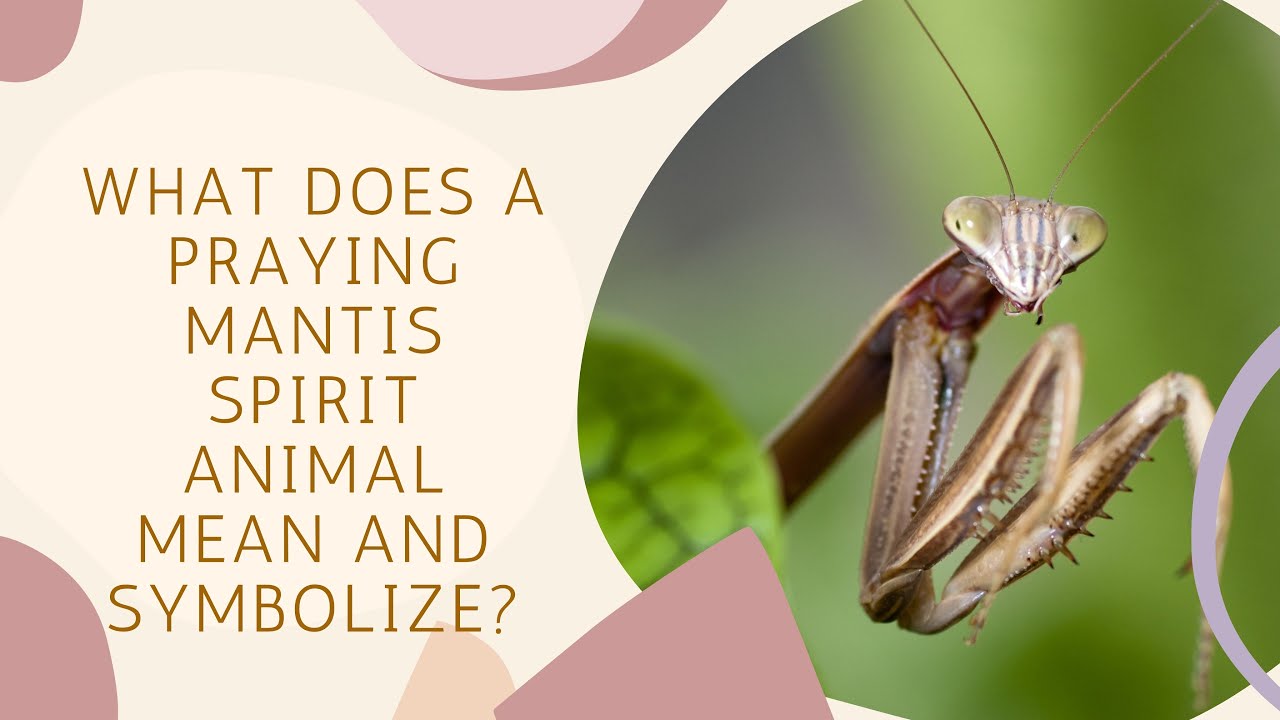 Brown Praying Mantis Spiritual Meaning Connecting With Your Higher Self