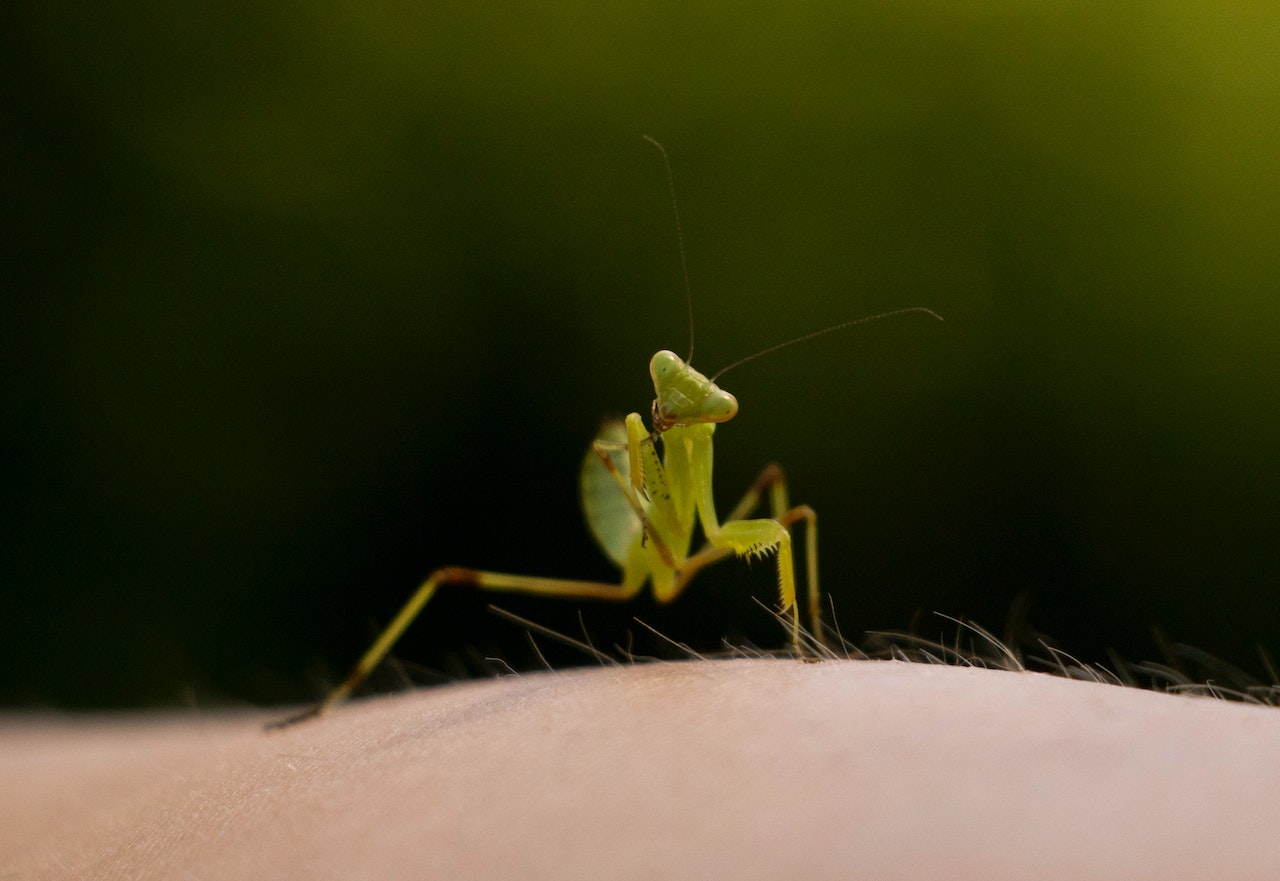 What Does Praying Mantis Symbolize?
