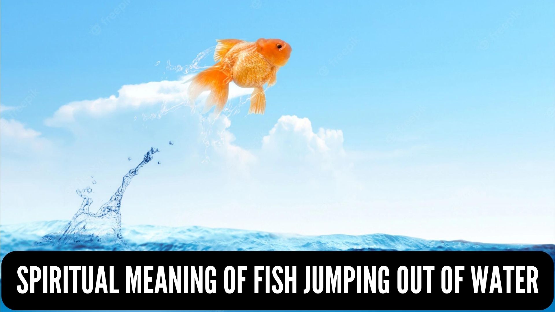 Spiritual Meaning Of Fish Jumping Out Of Water Symbolizes Peace And