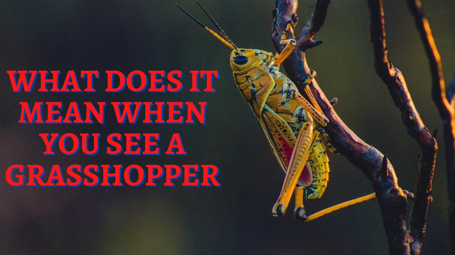 What Does It Mean When You See A