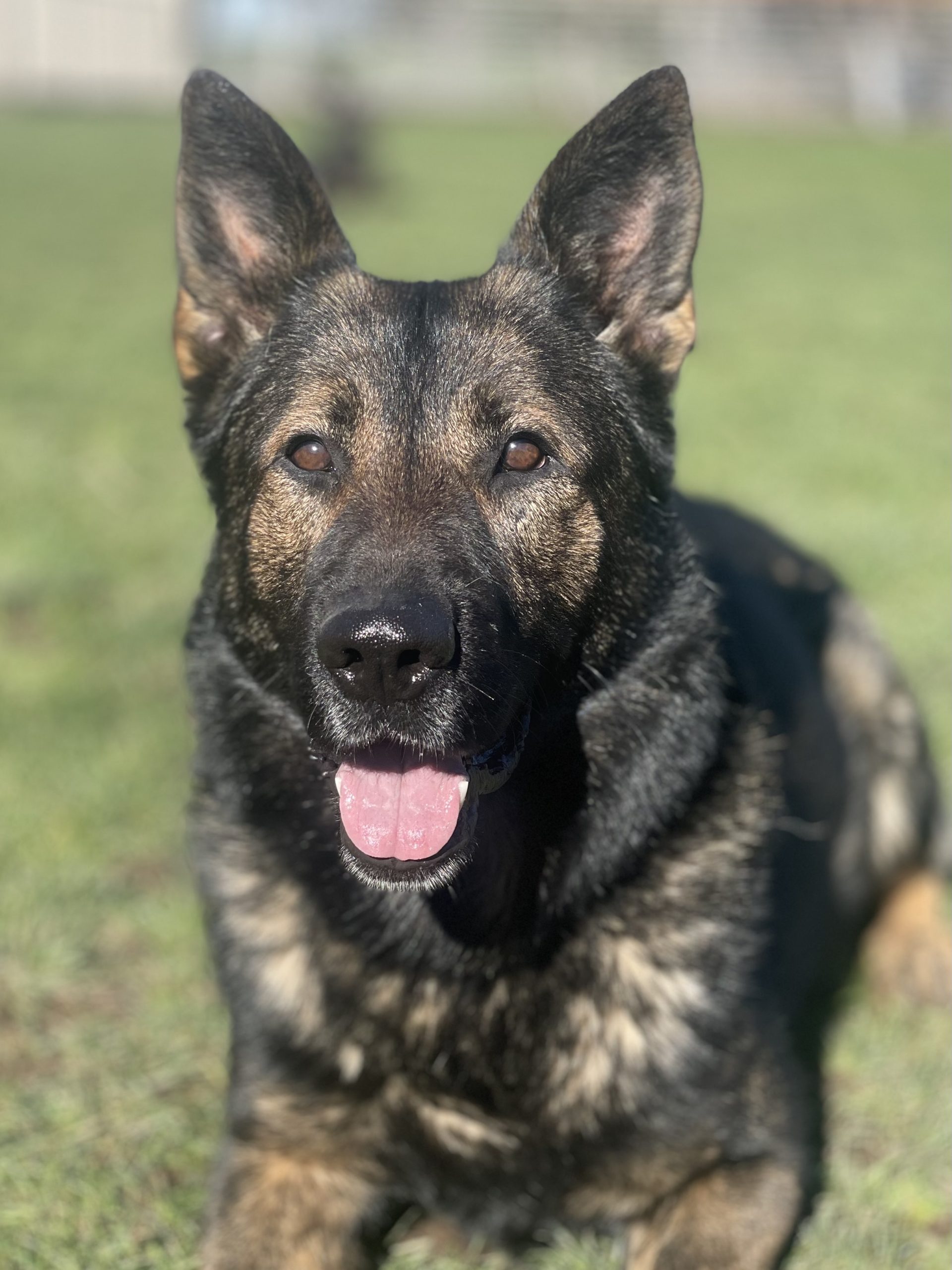 Dogs for sale Washington K9