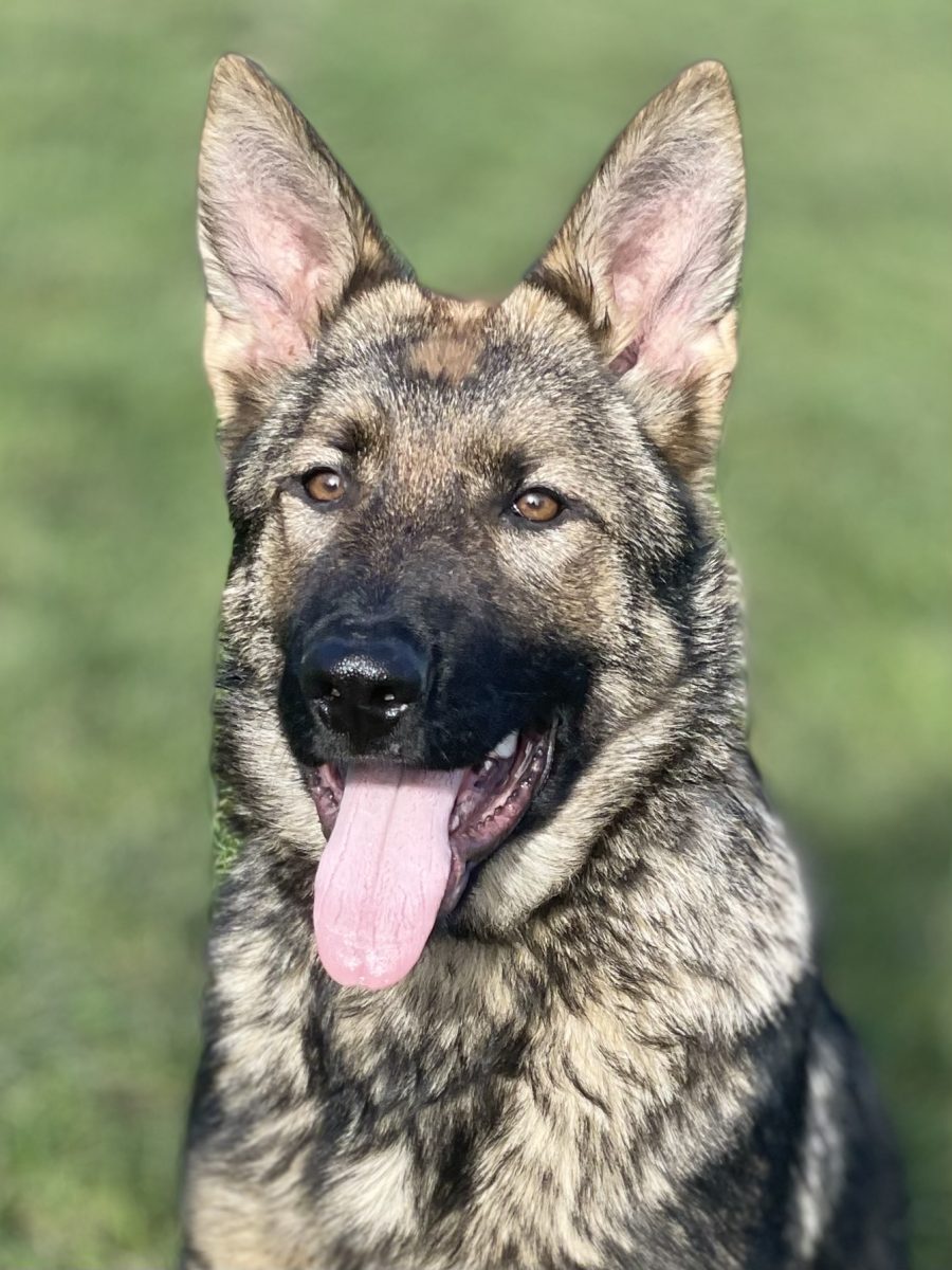 Dogs for sale Washington K9