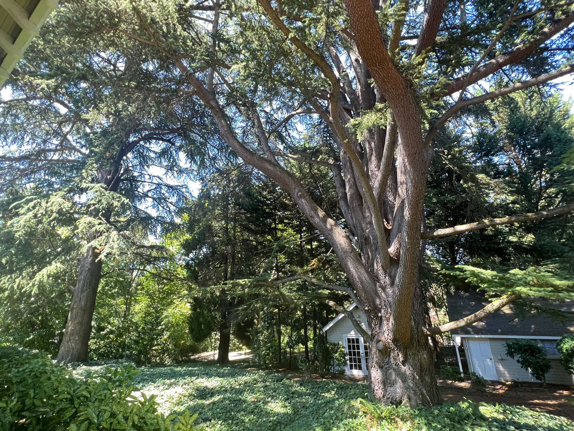 How developers helped shape Seattle’s controversial tree protection