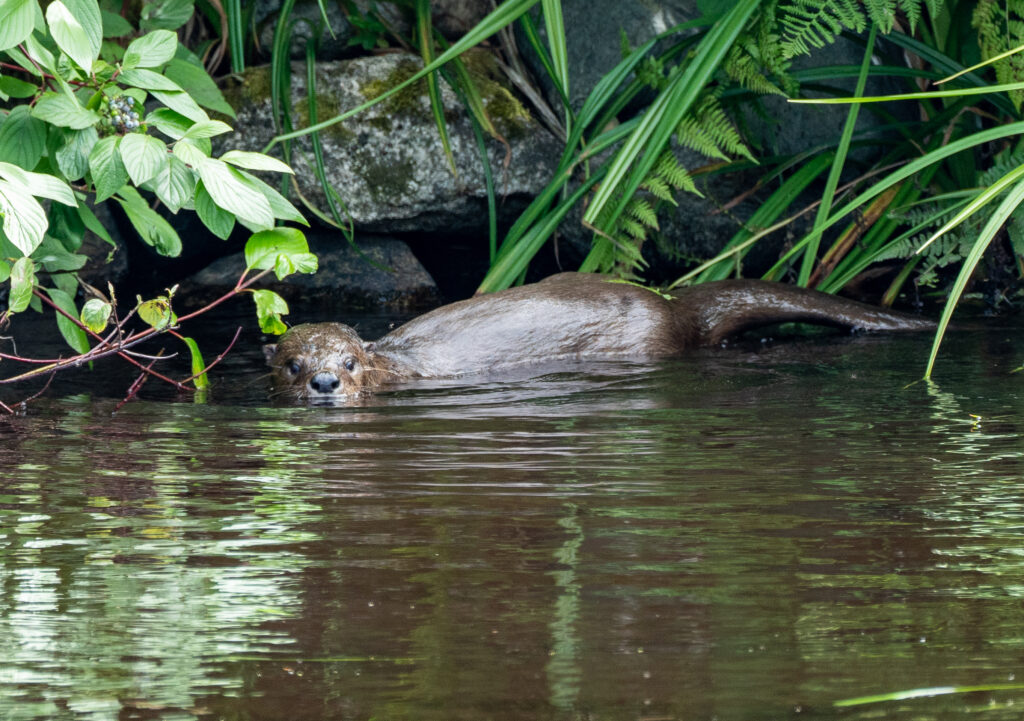 Recent otter attack in Montana (almost) unheard of • Washington State