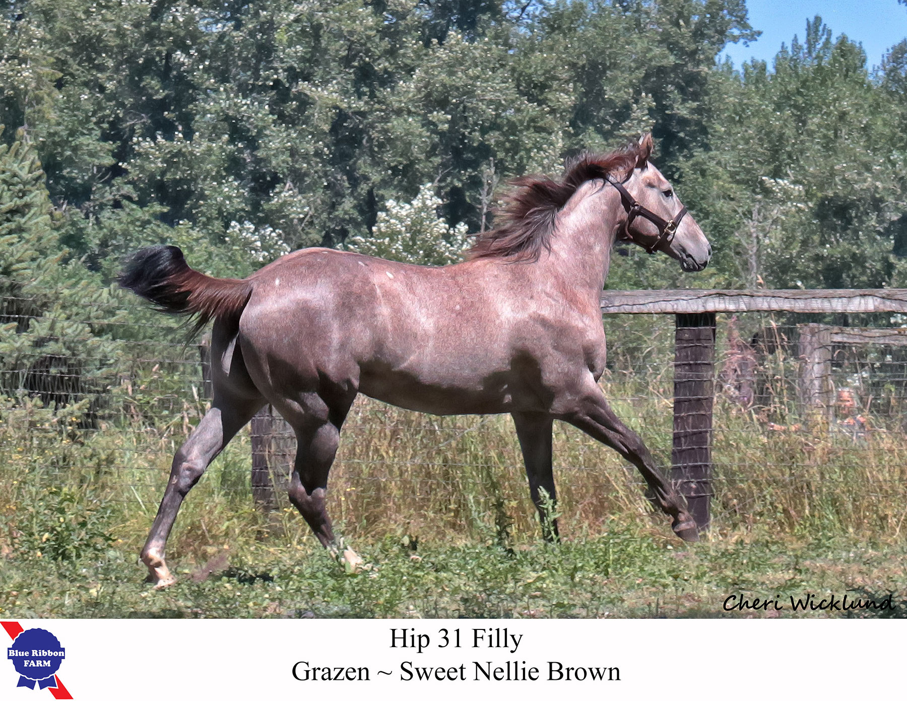 31 Washington Thoroughbred Breeders & Owners Association