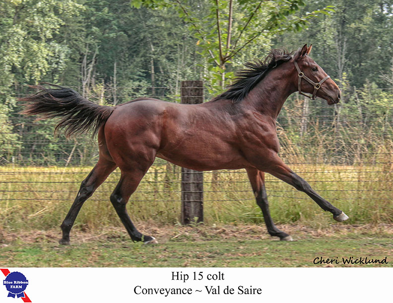 15 Washington Thoroughbred Breeders & Owners Association