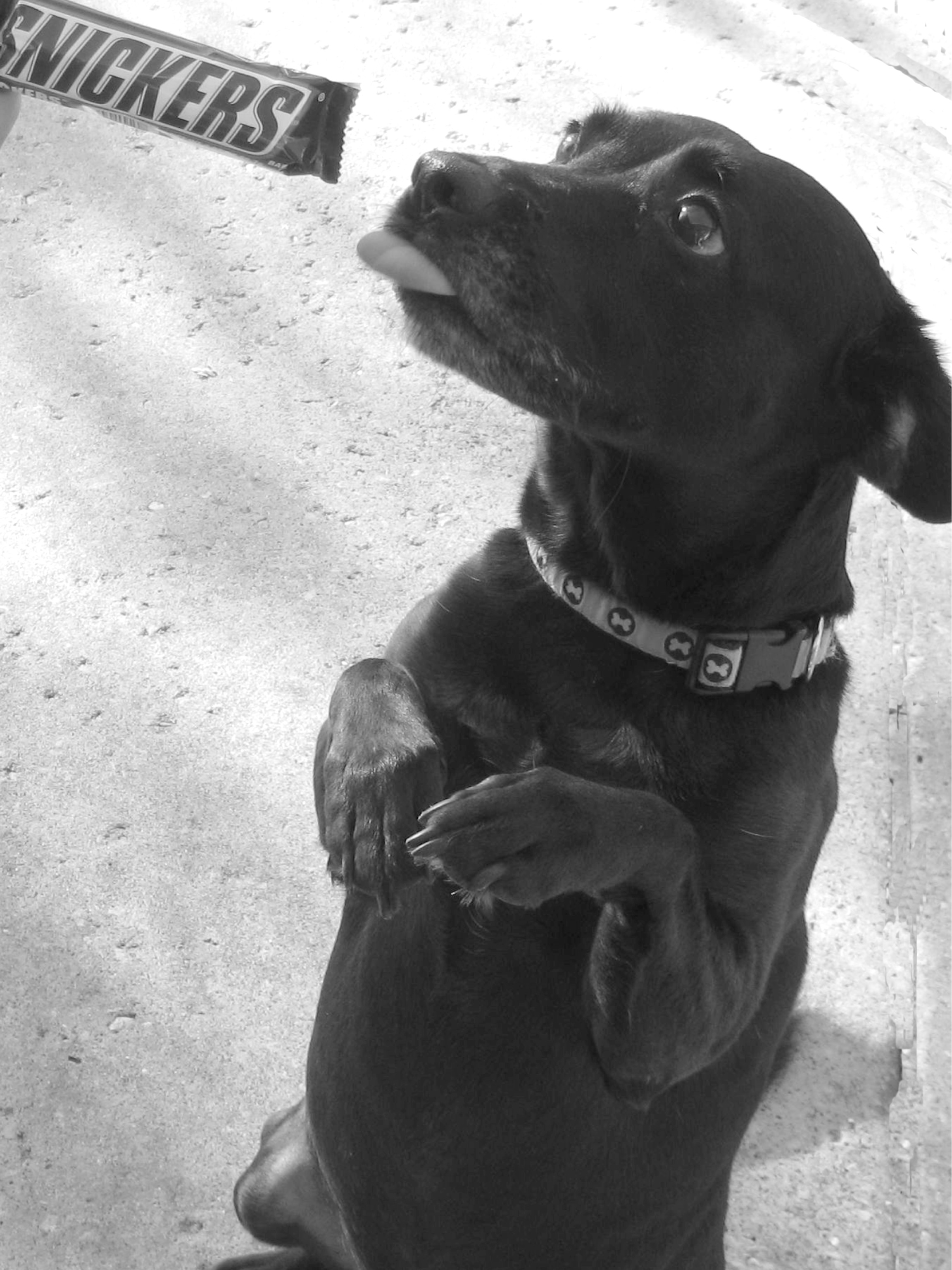 True or False Chocolate is very harmful to dogs and can even kill