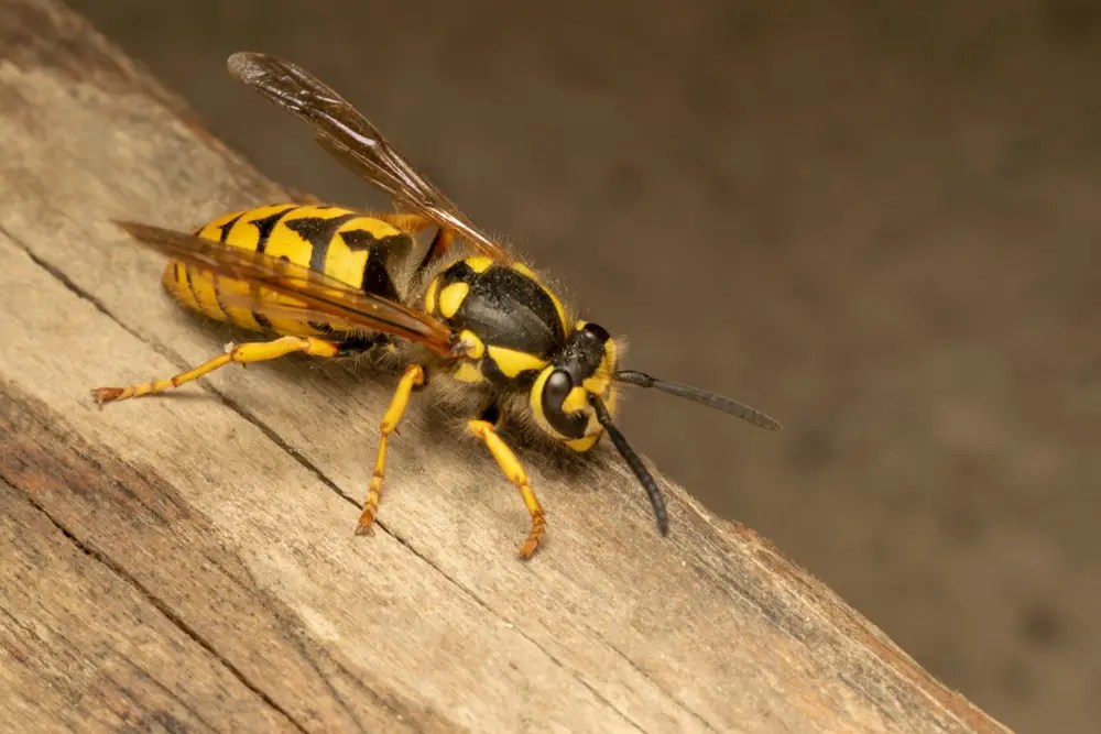 Are Yellow Jackets and Wasps Different? Wasp Removal Toronto