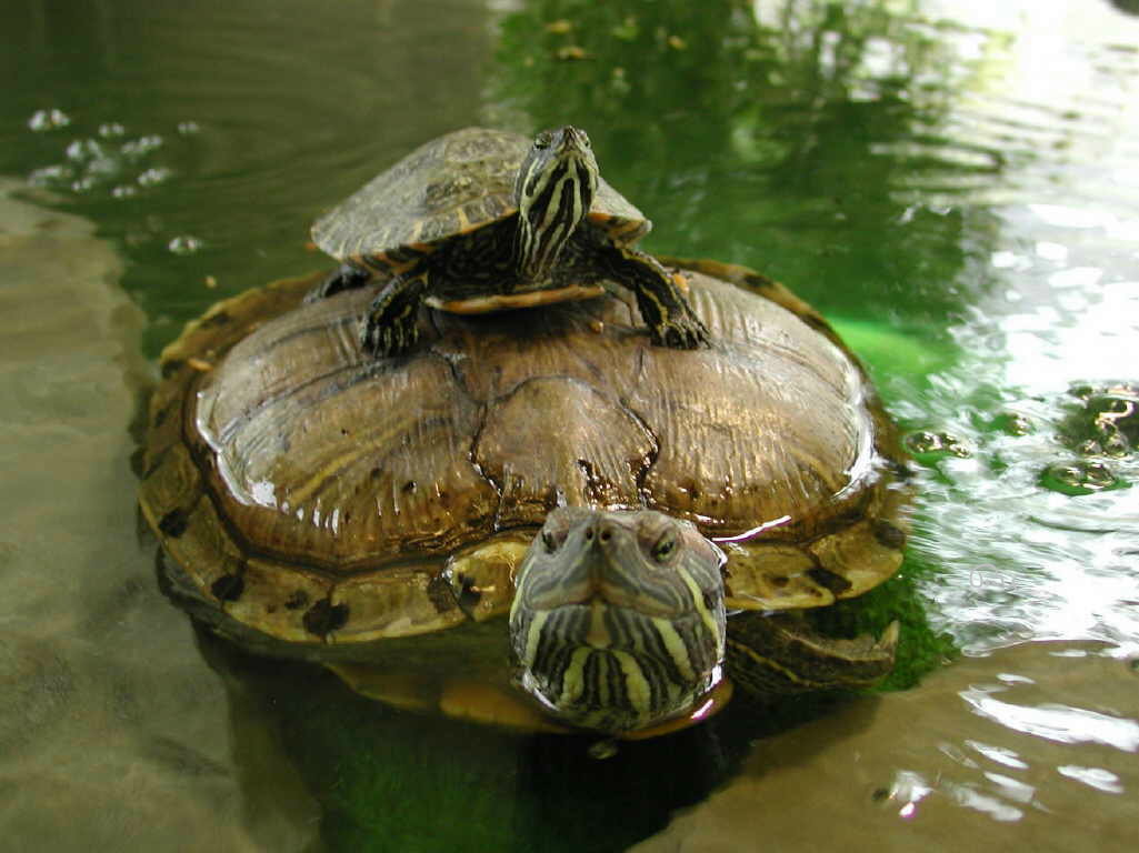 Wasserschildkröte