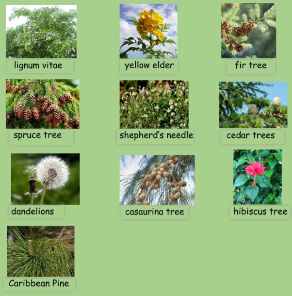 English vocabulary Plants