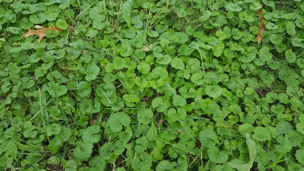 “Creeping Charlie” A Common Spring Weed N.C. Cooperative Extension