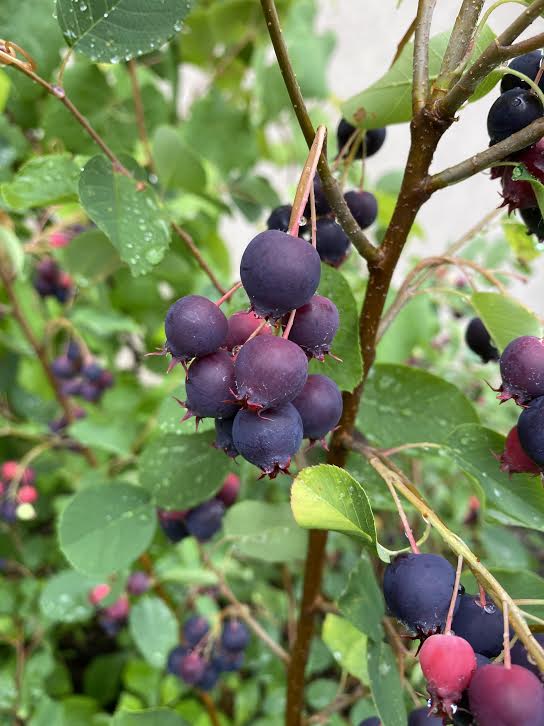 Have You Tried Saskatoon Berries? N.C. Cooperative Extension