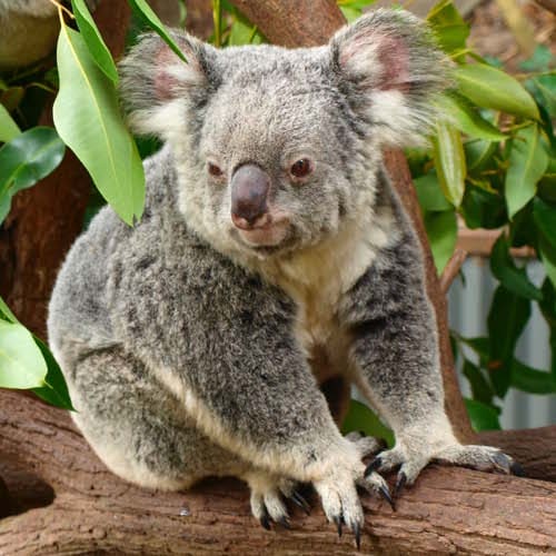 “Koalas Are in Trouble” But You Can Help Protect Them GOOD.