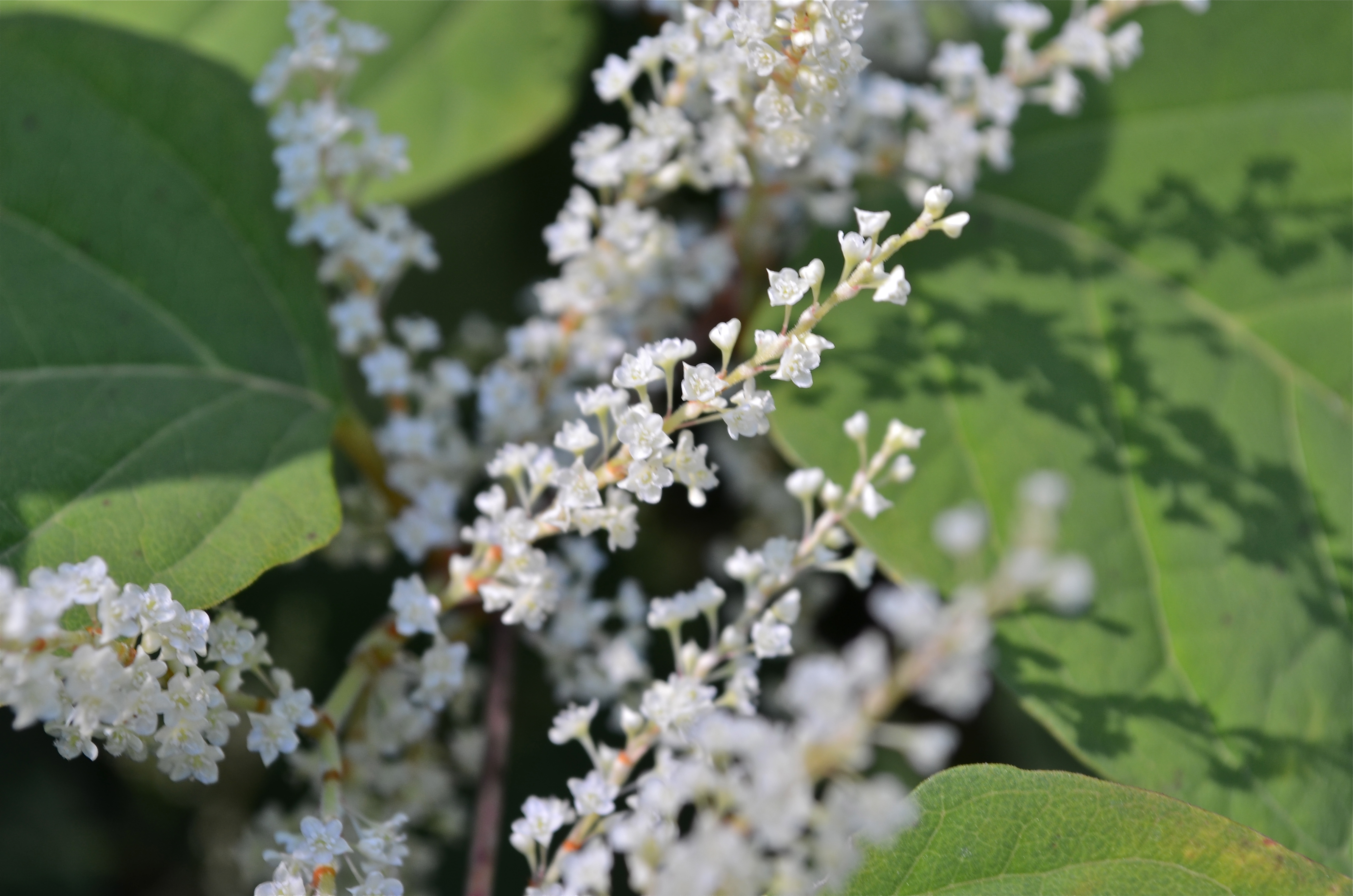 Japanese Bamboo Watching for WildflowersWatching for Wildflowers