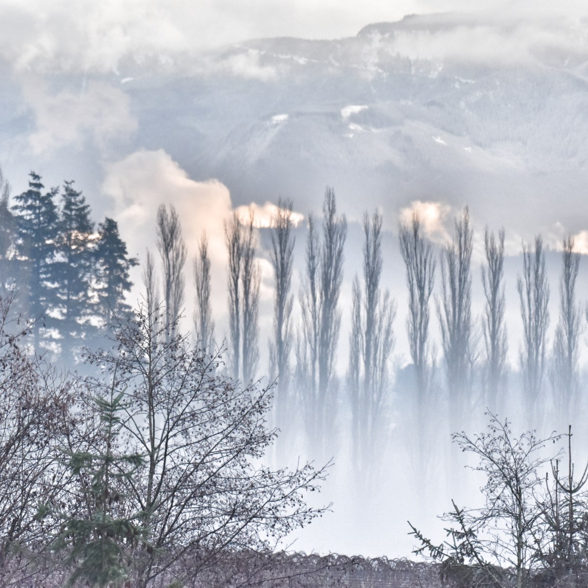 The Work of Wolves, Reviewed (& a NEW Giveaway) Cheryl Grey Bostrom