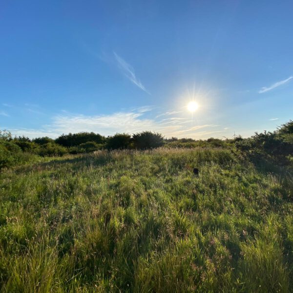 Watchtree Nature Reserve Scrub
