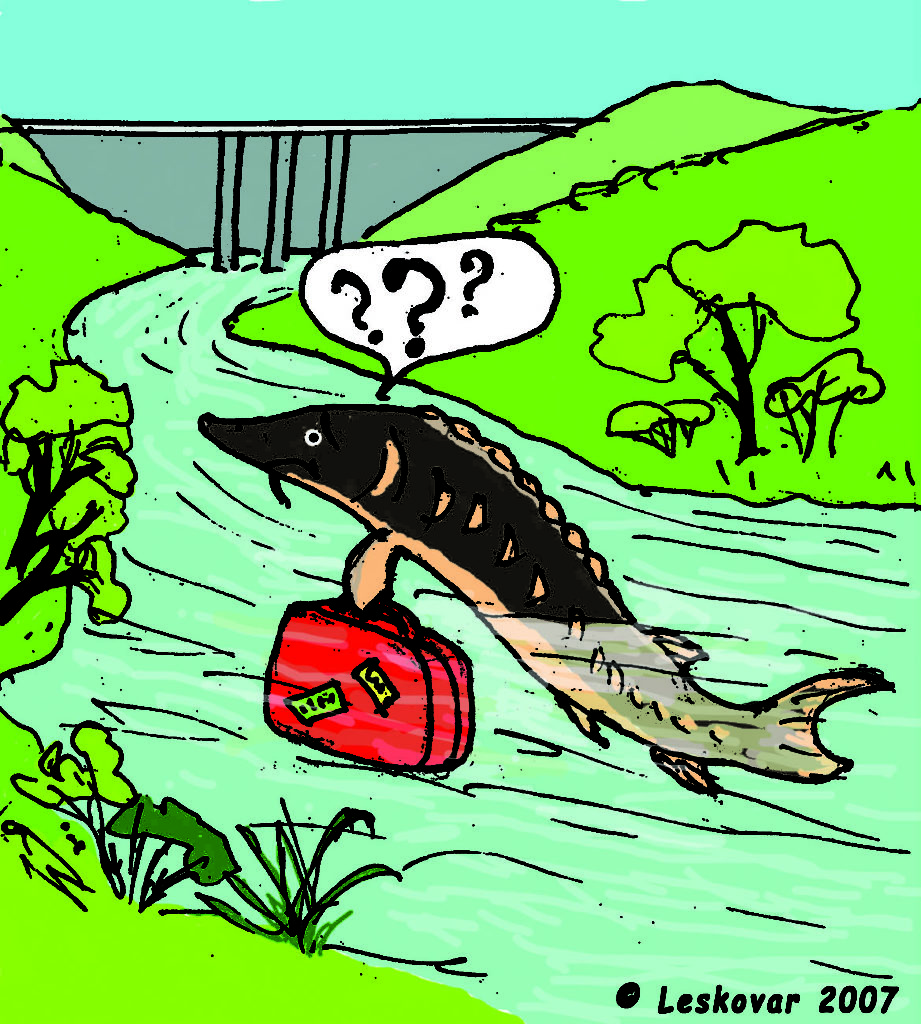 Is eating caviar a treat to the survival of sturgeons? Water detective