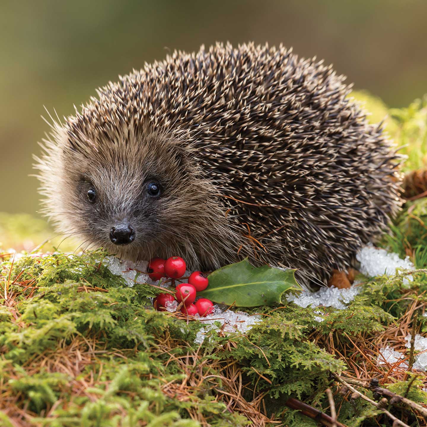 Hedgehog - Waterbeach Barracks