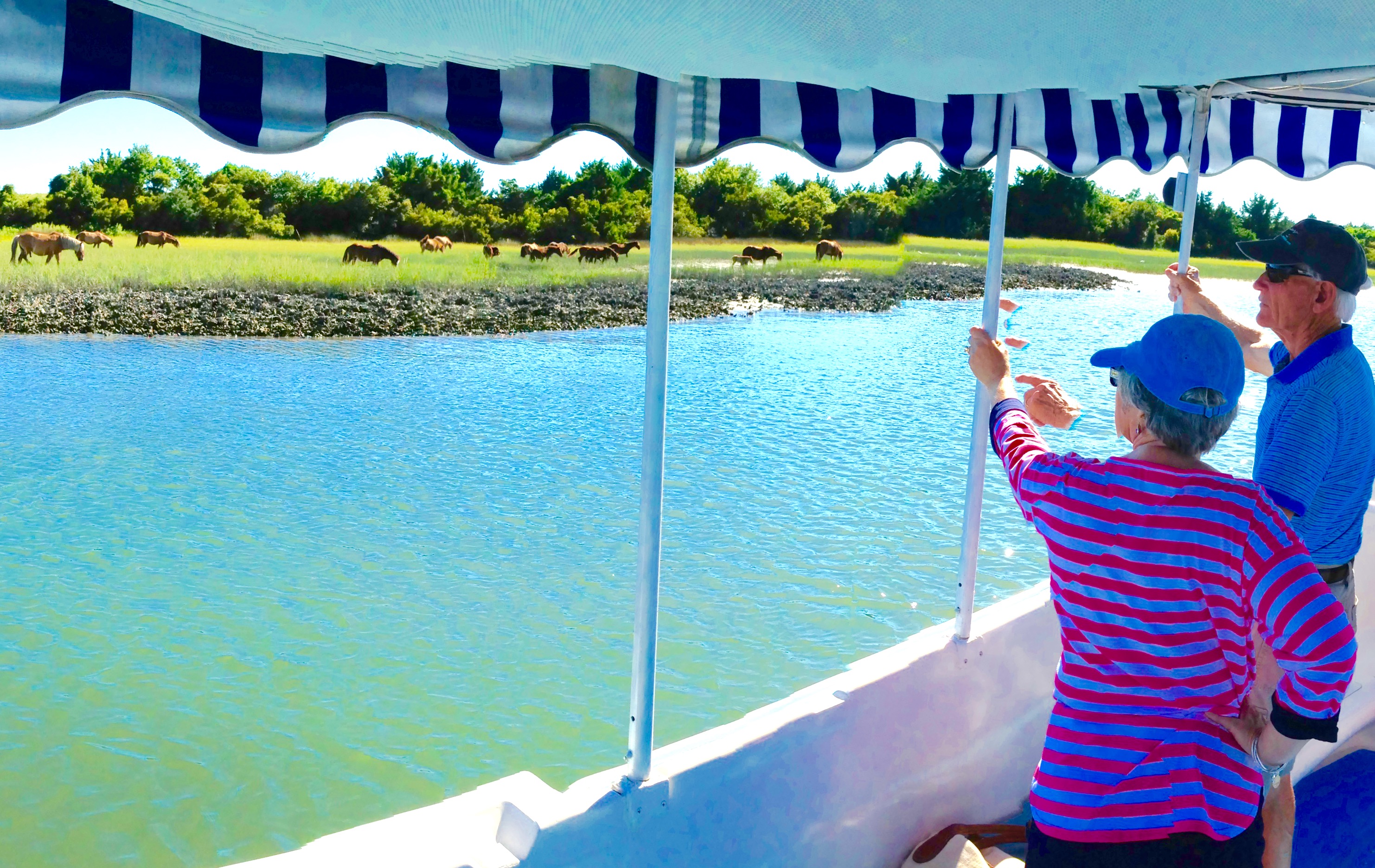 Photo Gallery • Waterbug Tours • Old Fashioned Nature Tour • Shaded Wild Horse & Dolphin Boat