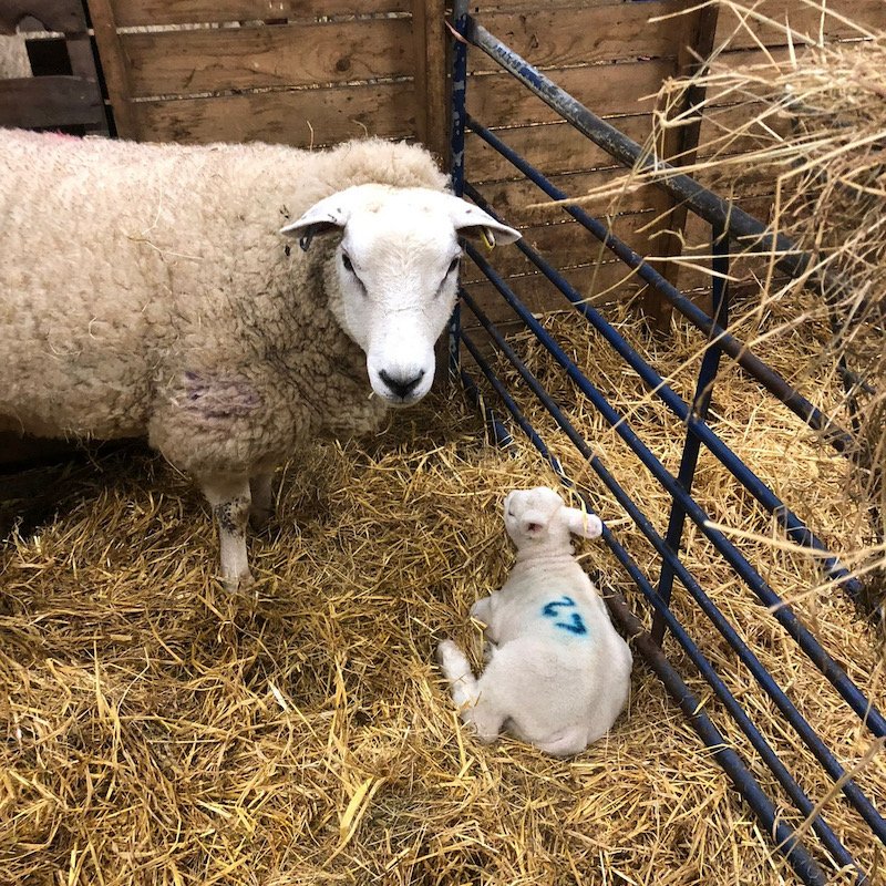 Reviews Watergate Farm Turkeys