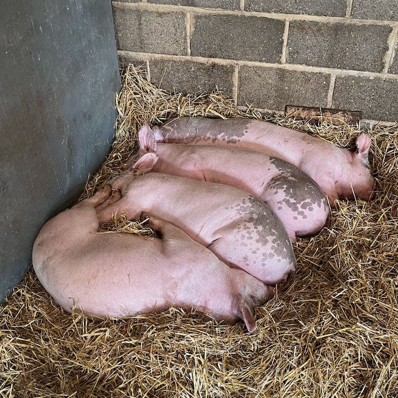 Reviews Watergate Farm Turkeys