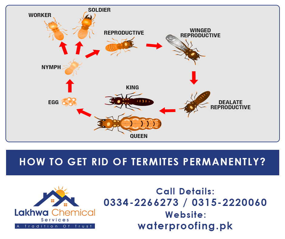 How to Get Rid of Termites Permanently? Waterproofing and heat