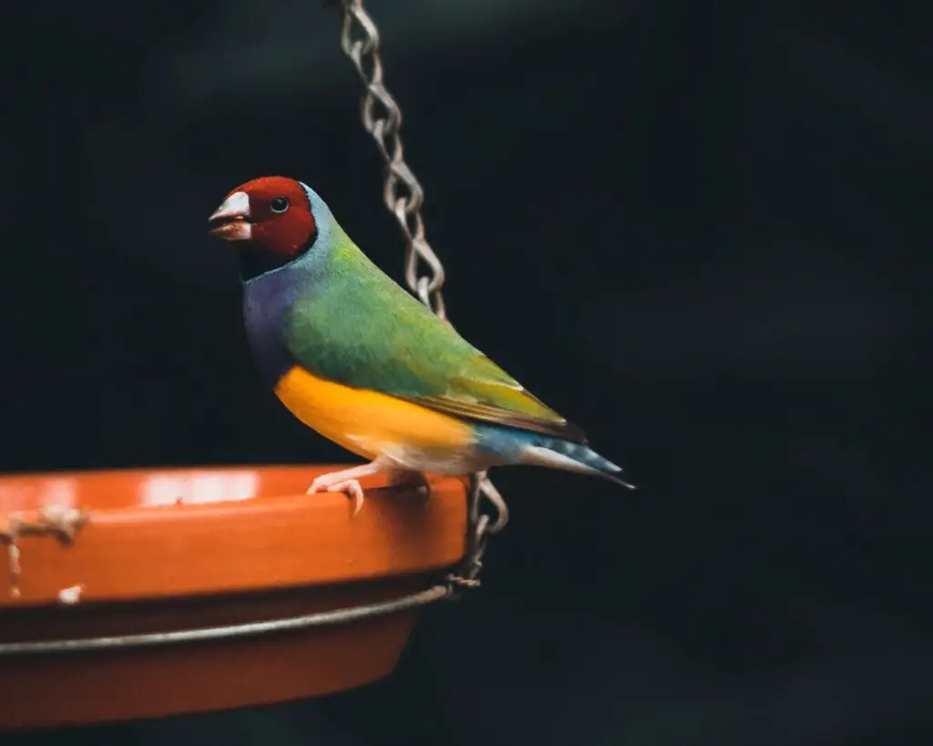 Why Is My Pet Bird Not Drinking Water? And How You Can Help Water