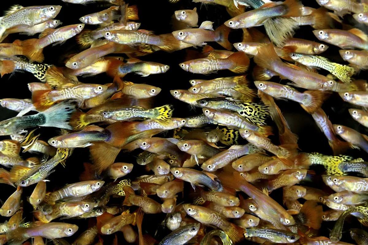 Brown Pond Water Solved Water Purification Guide