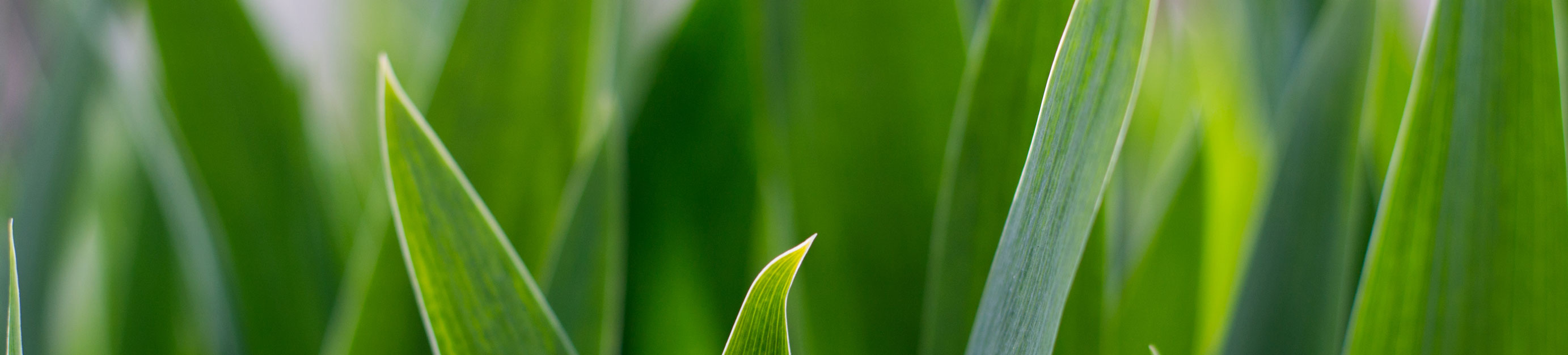 Smart Irrigation Systems at Watersavers Irrigation, Inc.