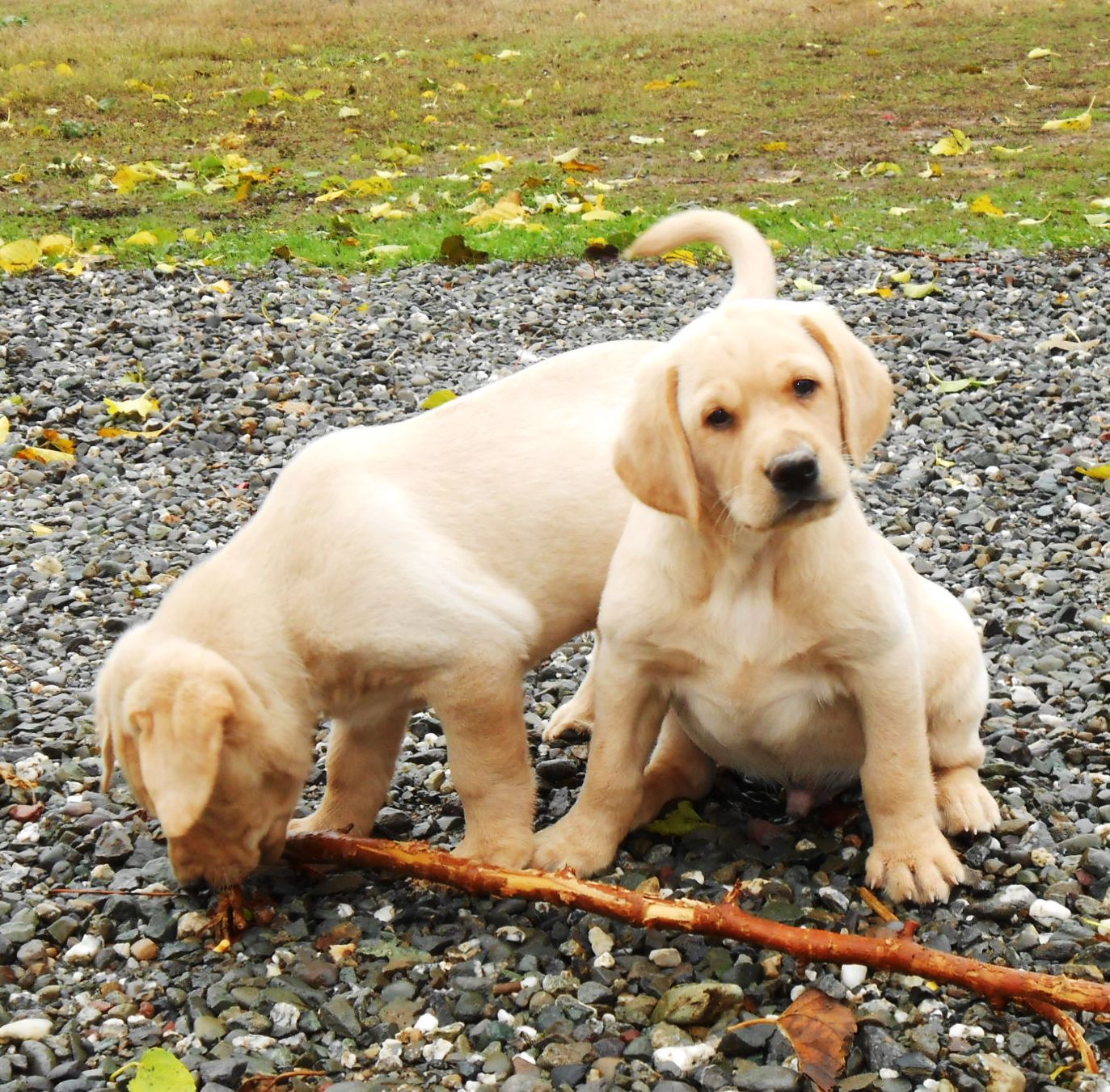 Labrador Retriever Puppies