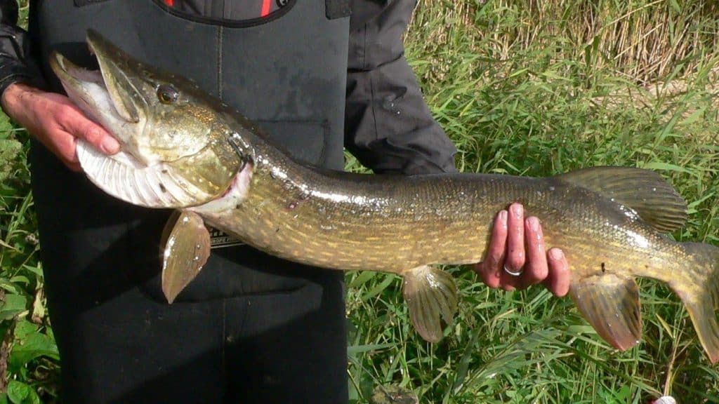 Best Pike Lures Fishing For Trophy Northern Pike