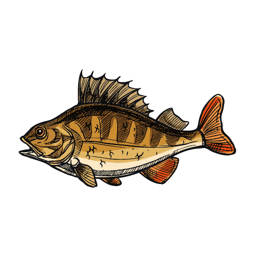 Do Bass Have Teeth? How To Hold & Handle Bass