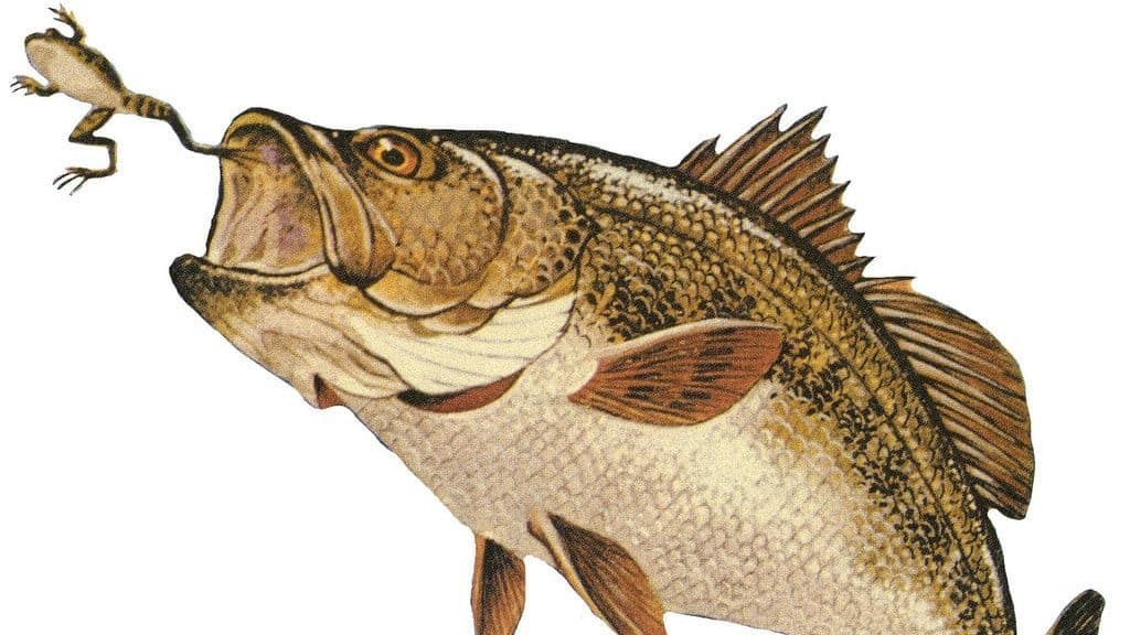 What Do Bass Eat? 6 Best Live Baits For Bass