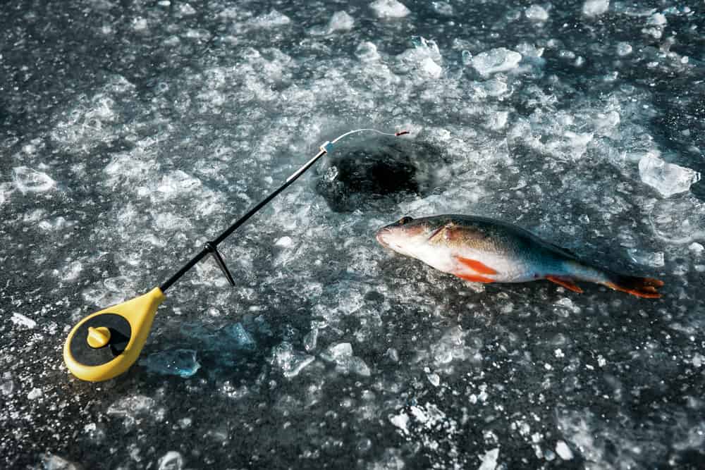 How To Catch Finicky Perch Ice Fishing Water Sporting Adventure