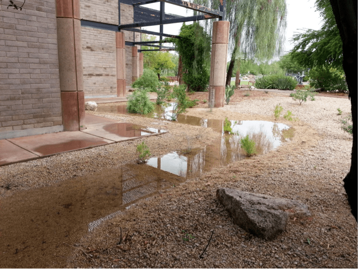 SIX REASONS TO VISIT THE GLENDALE XERISCAPE DEMONSTRATION GARDEN THIS