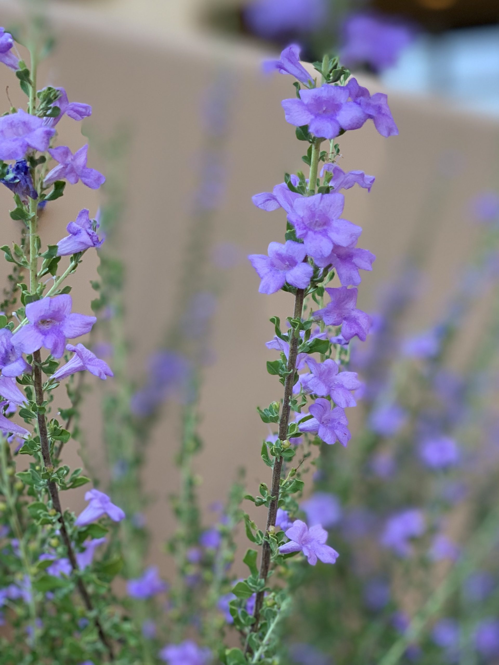 Plant of the Month ChihuahuanSage, Plant Fragrance! Water Use It Wisely