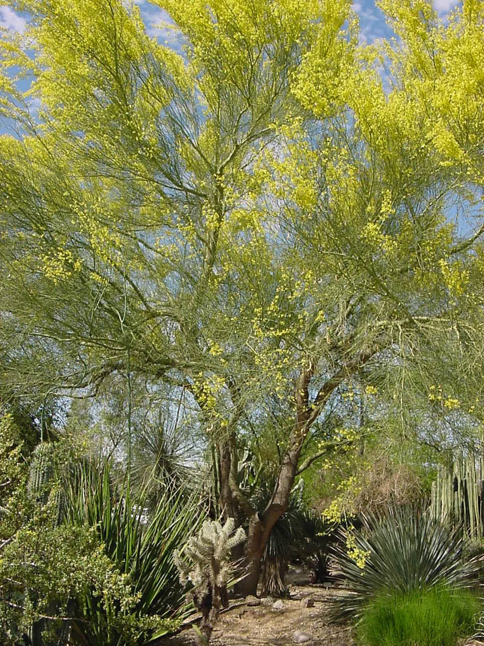 Choosing the Right Tree for the Space Available Water Use It Wisely