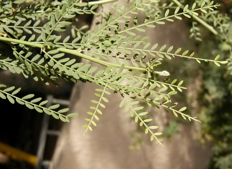 DESERT PLANTS ARE GREAT AT MULTITASKING Water Use It Wisely