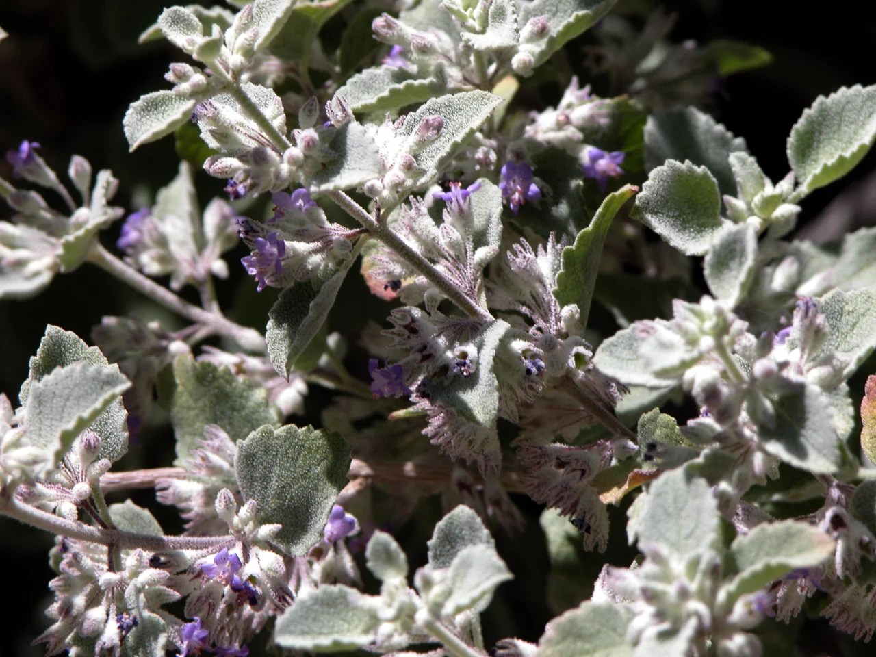 Plant of the Month Desert Lavender Water Use It Wisely