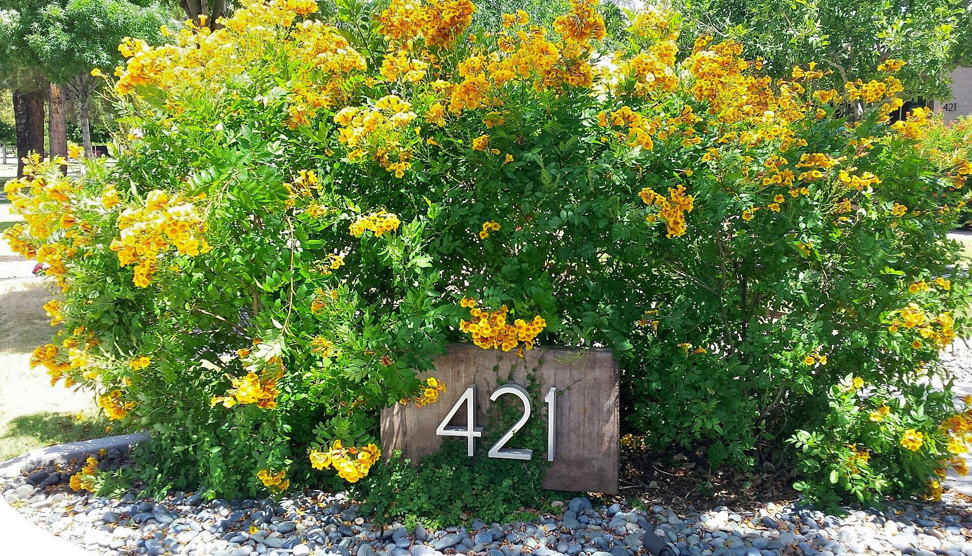 Plant of the Month Yellow Bells, Orange Bells, & Much More! Water