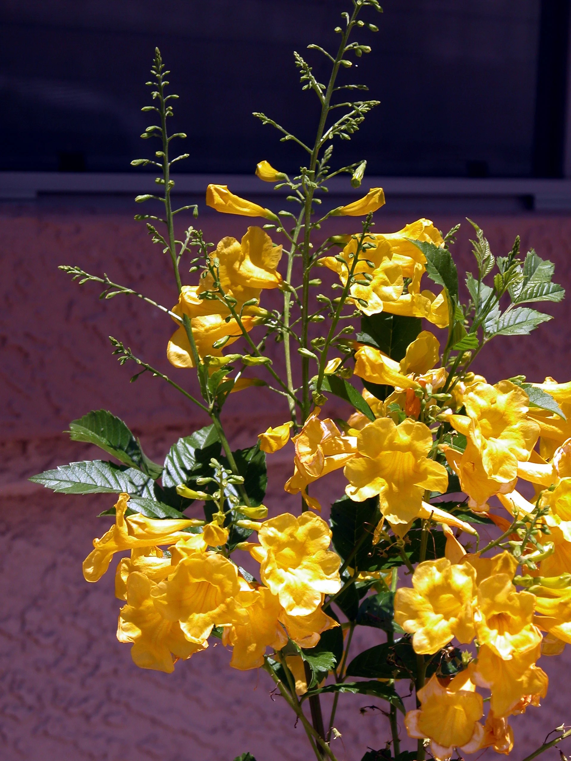 Yellow Bells Flower