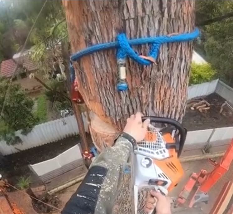 Tree Removal Perth » WA Treeworks