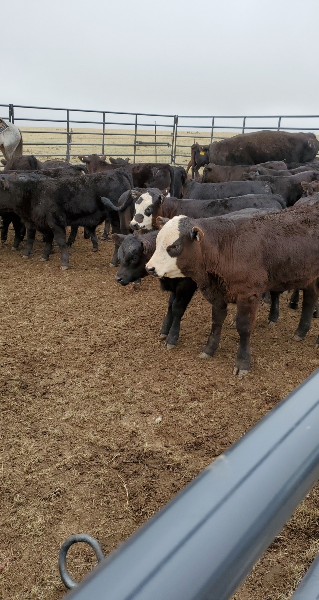 Cattle Watrous Valley Ranch