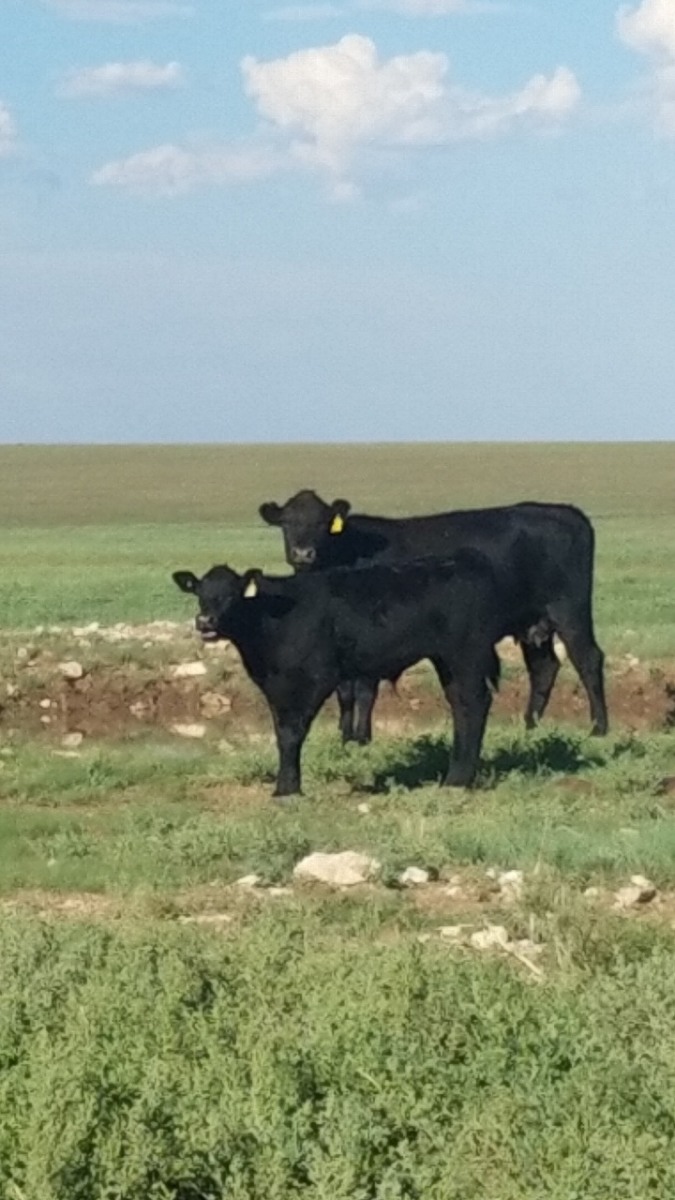 Cattle Watrous Valley Ranch