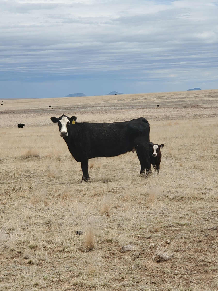 Cattle Watrous Valley Ranch