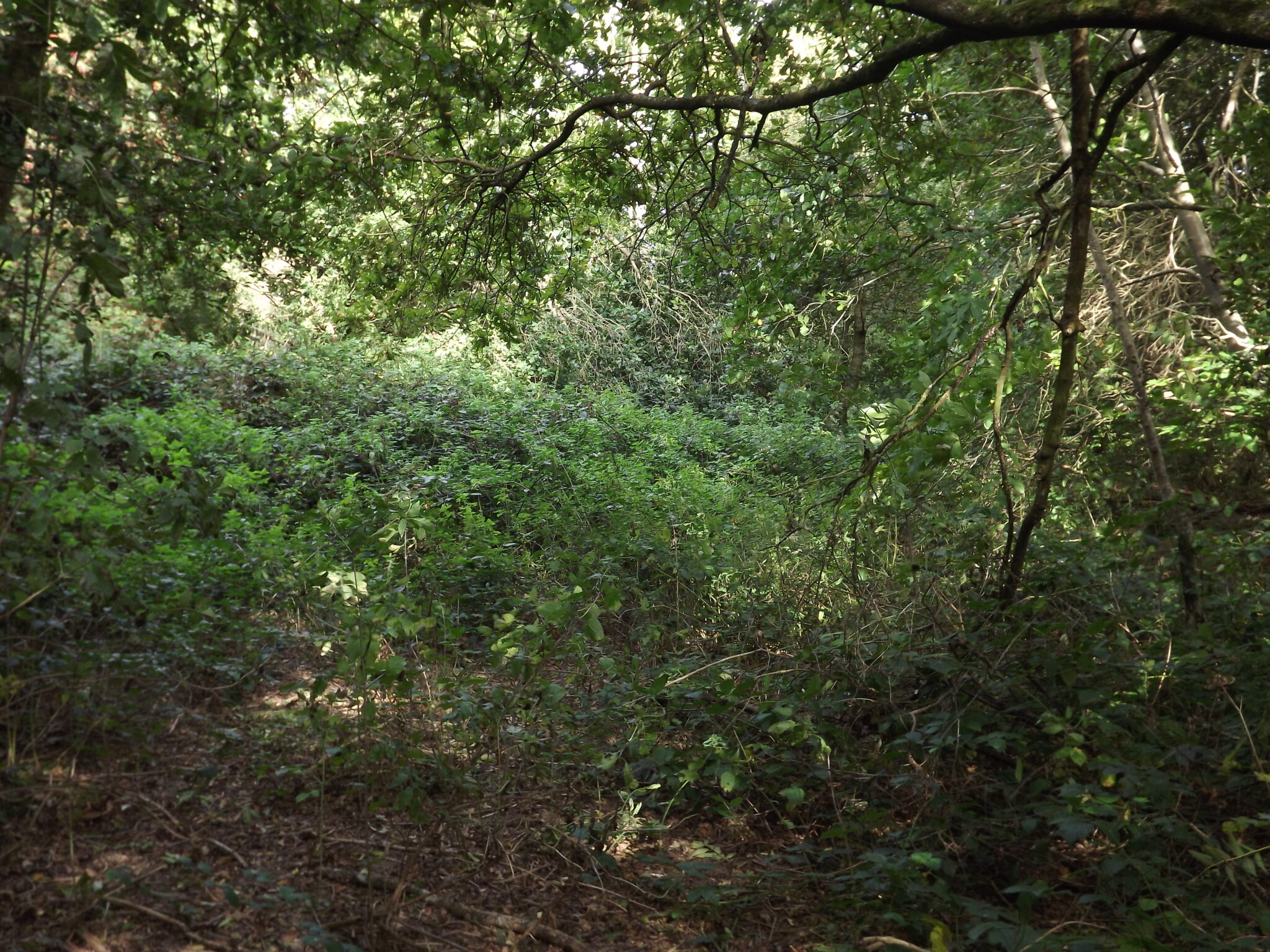 Cripps Corner, Nr. Robertsbridge. About 2.5 acres (1 Ha) of overgrown