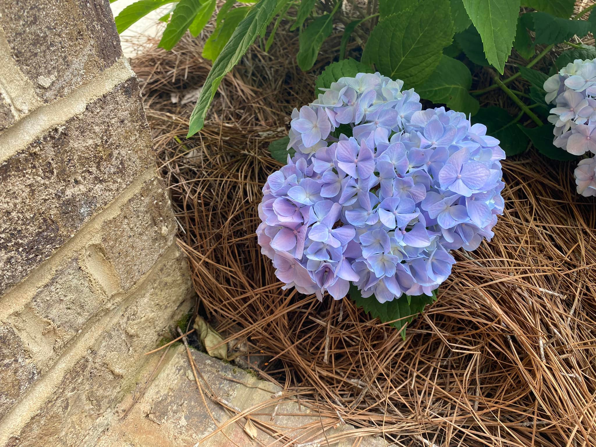 New Plant Installation Services Watson's Landscaping and Design